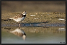 Kleine Plevier, Little Ringed Plover, Charadrius dubius Location: Wierden, the Netherlands kleine plevier MG 0910 kopie